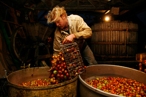 The cider apples are washed in water