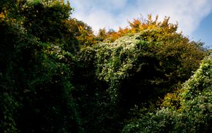 Creation, Growth & Proliferation