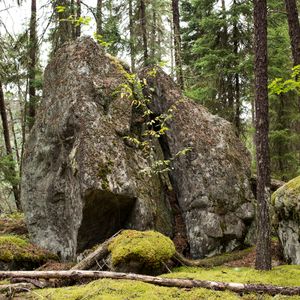 untitled #8 from boreal forest