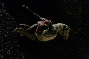 Dead lamb