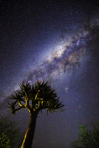 Stars over a Kokerboom