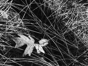 Entangled