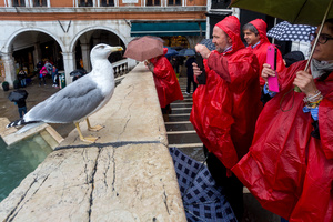 Street Fauna 6 - Gull