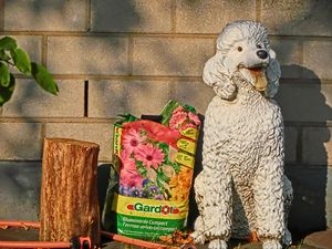 "Poodle in Poll" "Poller Pudel"