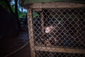 A five-month-old moon bear cub rescued in western Cambodia waits to be taken to Free The Bears’ compound at the Phnom Tamao Wildlife Rescue Center some 400kms away.
