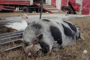 AGATHA the goose and SANDWICH the pig (a love story) ... (HIC SUNT TIGRES, 'Circo di Praga' 2017-2019)