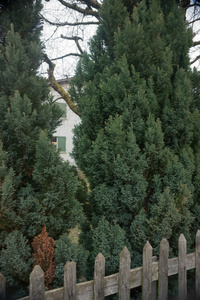 Thuja, Tree of Life 11
