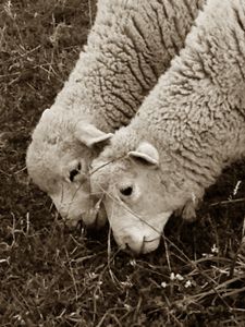 Twins, Rambouillet