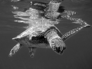 Reflecting With Three Fins