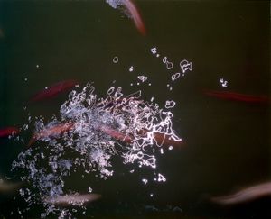 Japanese Garden, Cowra, 2010 © Rob Philip