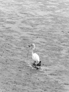 Fauna de Buenos Aires