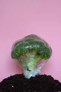 Single-use plastics, the food of the future