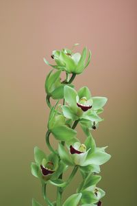 Metamorphosis_6