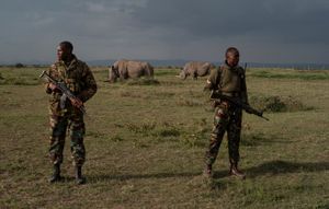 Last two surviving African  Northern White Rhinos