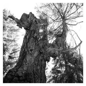 Sir Larch