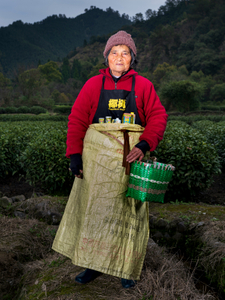 The portrait of the female Chinese tea picker