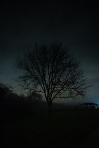 The Magic Tree