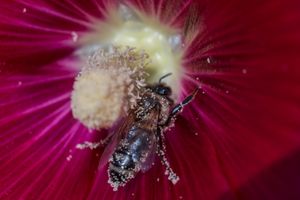 The working bee