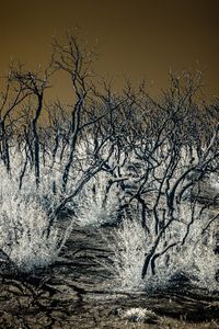 Burnt Reckoning, Lake Hughes