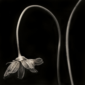 Fading Glory