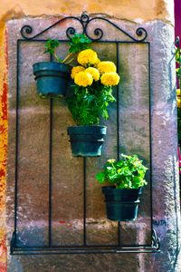 Mexican Marigold