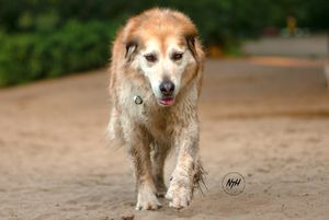 Benji