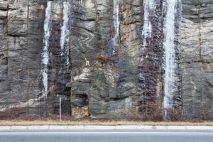 Ice Flow and Chopped Birch, 2012