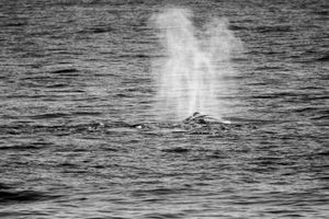 Whale BYN