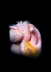 Plumage (2015), Series: Odd Familiar