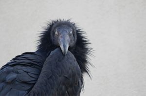 CONDOR DOLLY LOOKS OVER SHOULDER                       ©JaniceTieken. All rights reserved.