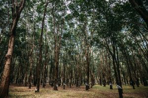Malawi Rubber Plantation