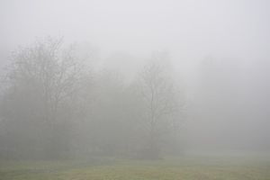 Forest Vibes 6