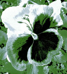 Pansy 7