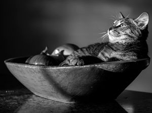Cat in a Bowl V