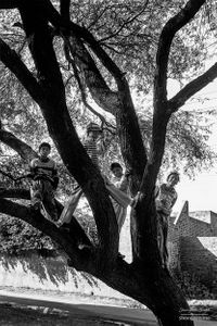 Boys playing up a tree | Dhesian Sang, Punjab.