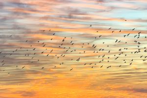 Birds (France)