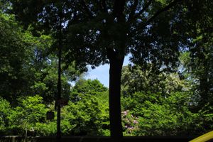 Shadow trees