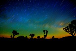 Joshua Tree Night