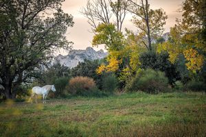Alpilles Impression