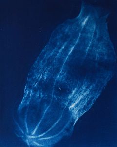 Salp