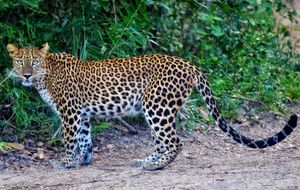 Unblinking (Wilpattu, National Park, Sri Lanka