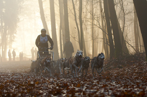 Feature on Mushing Holland sleddog competition