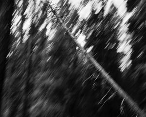 Falling Tree # 16  © David Paul Bayles