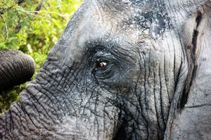 Elephant's gaze