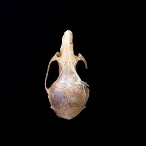 Skull 1