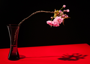 Japanese Cherry in Vase