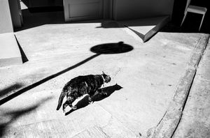 Street Cat