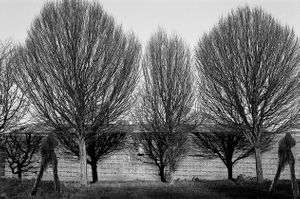 I had a dream and I talked with a tree