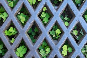 Beauty in a Storm Grate