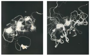 Nebulae XX, 2012; unique silver gelatin prints mounted to anodized aluminum; 2 panels; each panel 14 x 11 in.;                                                     © DM Witman